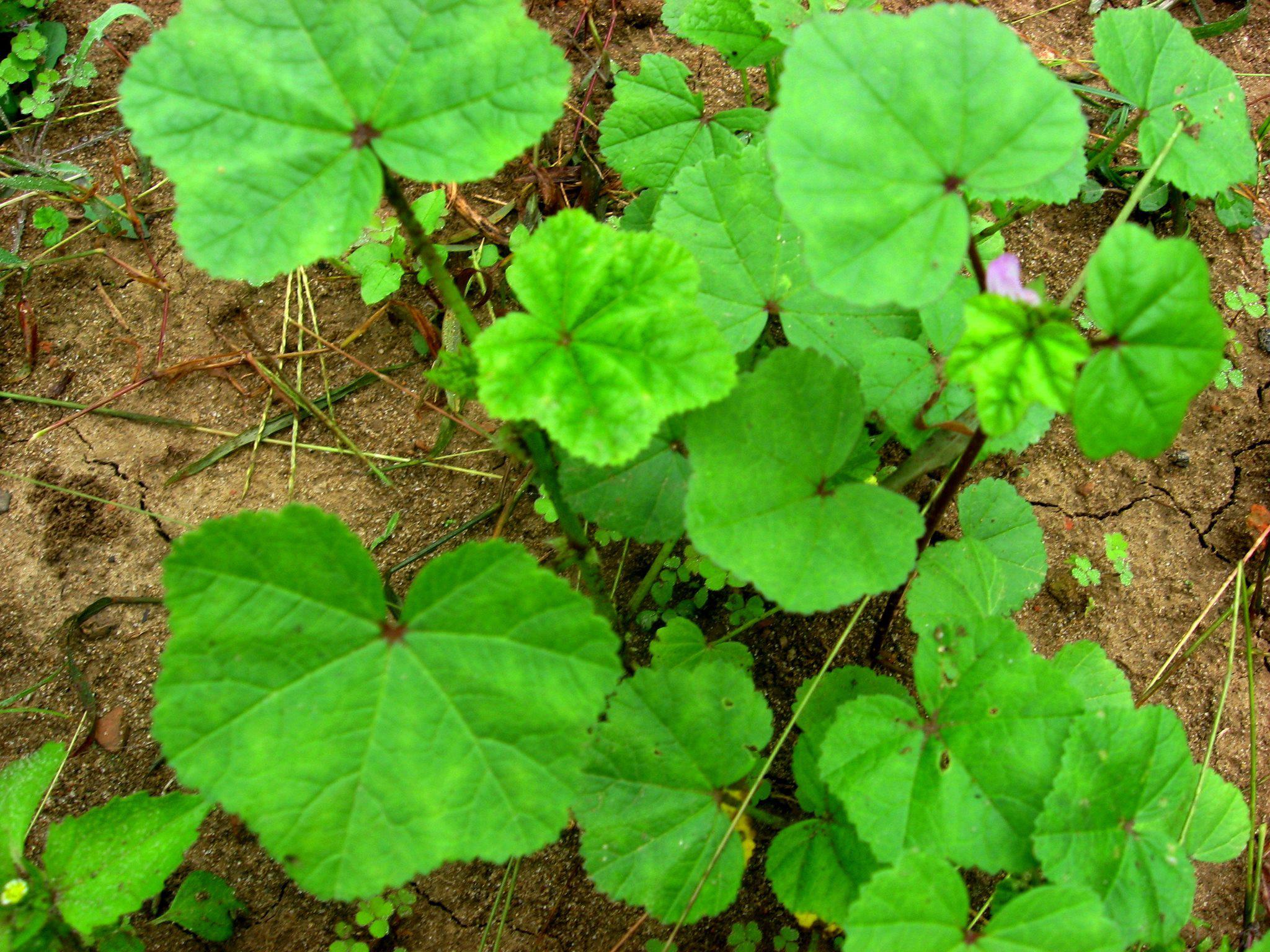 Lofa zak (লফা শাক)