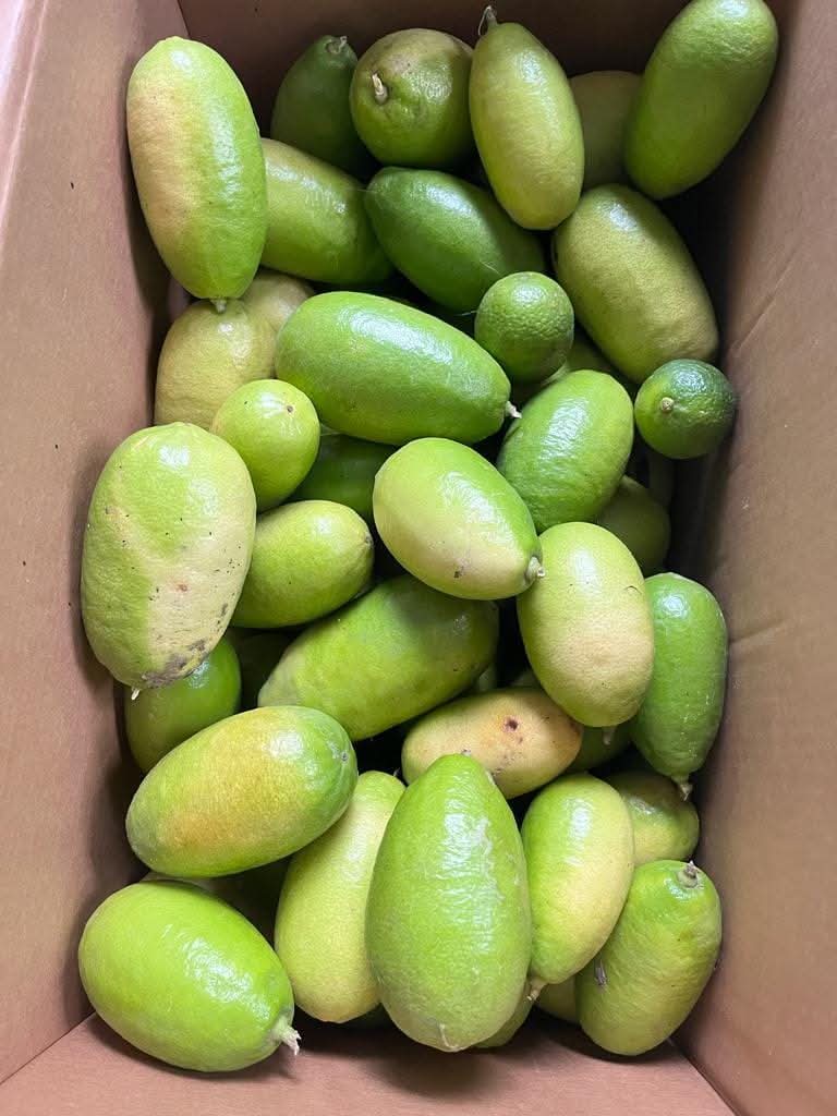 Nemu (নেমু) pack off 10