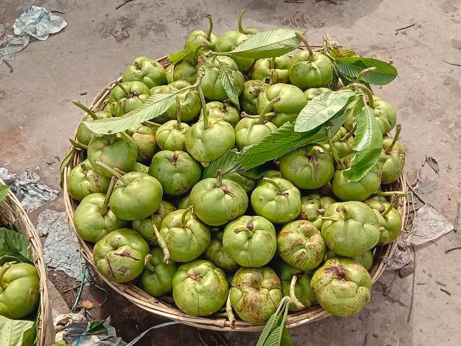 Ou Tenga  (ঔ টেঙা  )