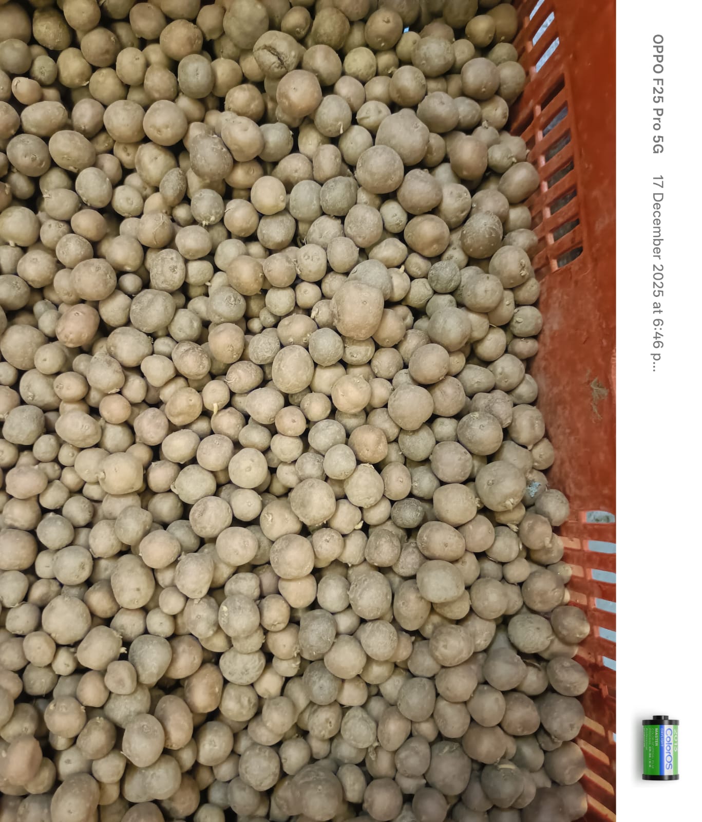 Xoru Alu (ছৰু আলু)