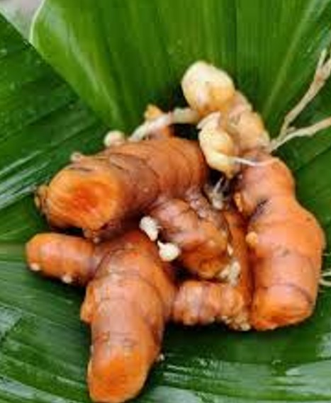 কেঁচা হালধি