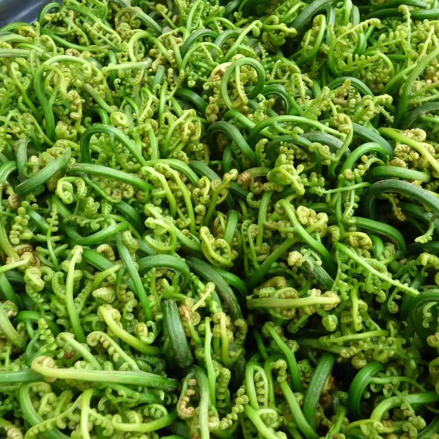 ঢেকীয়া শাক