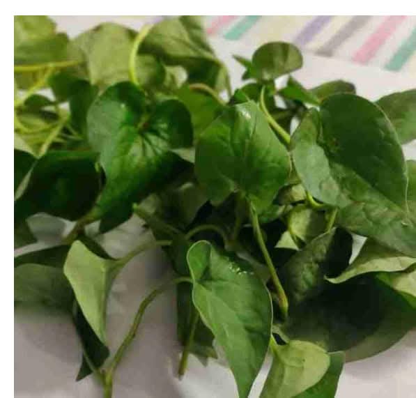 Mosunduri (মছুন্দুৰি)