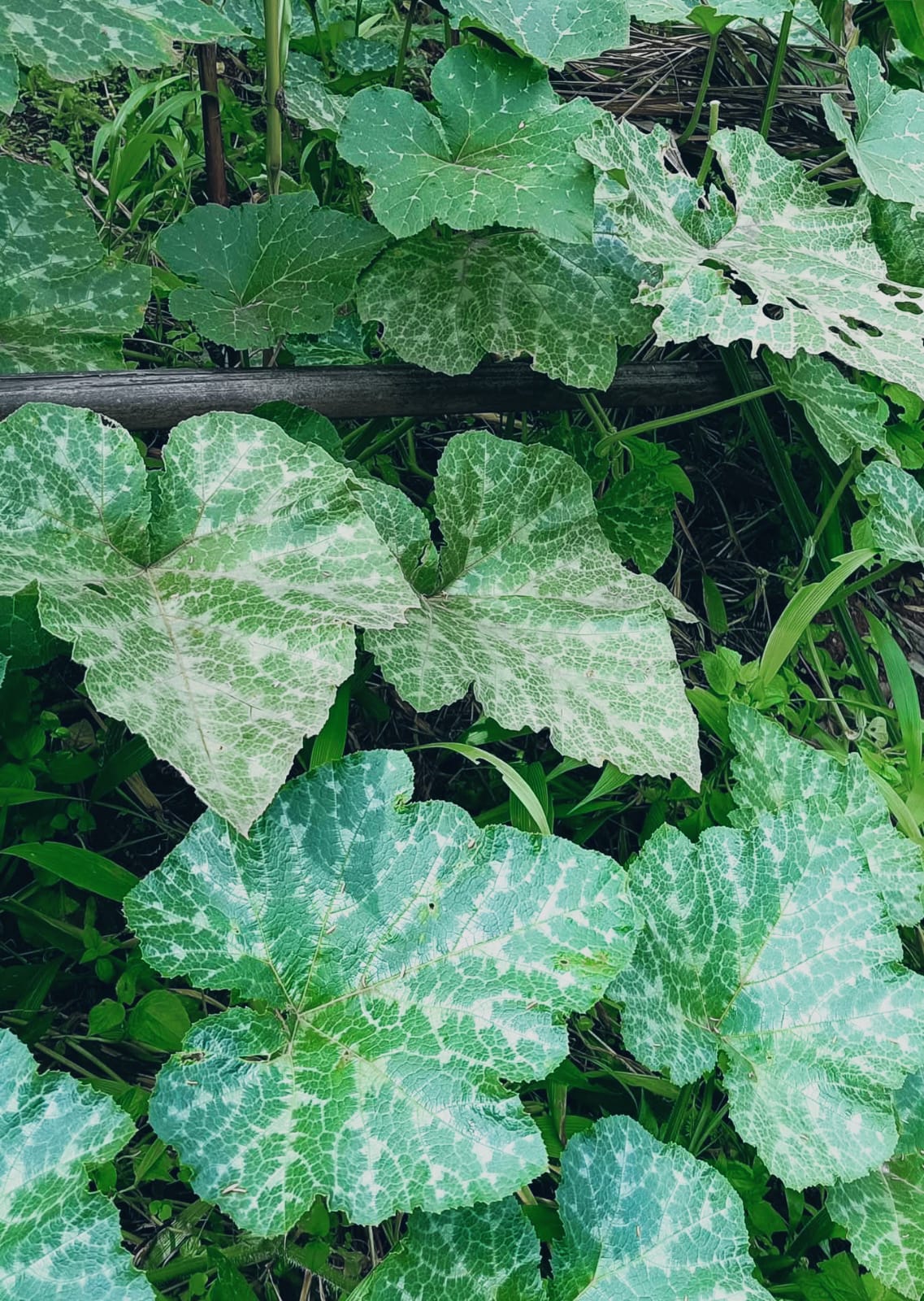 ৰঙালাও পাত