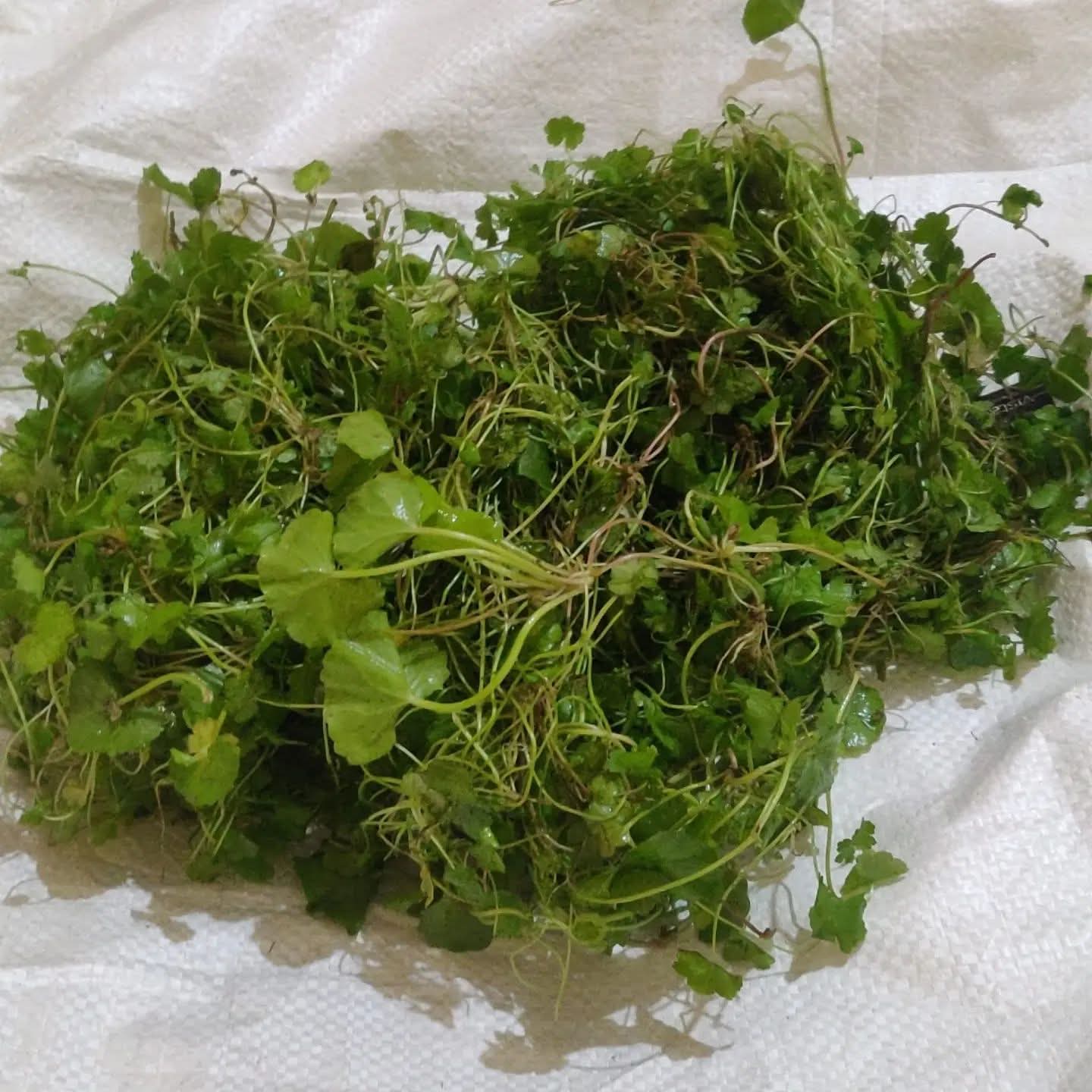 mani muni (মানিমুনি)