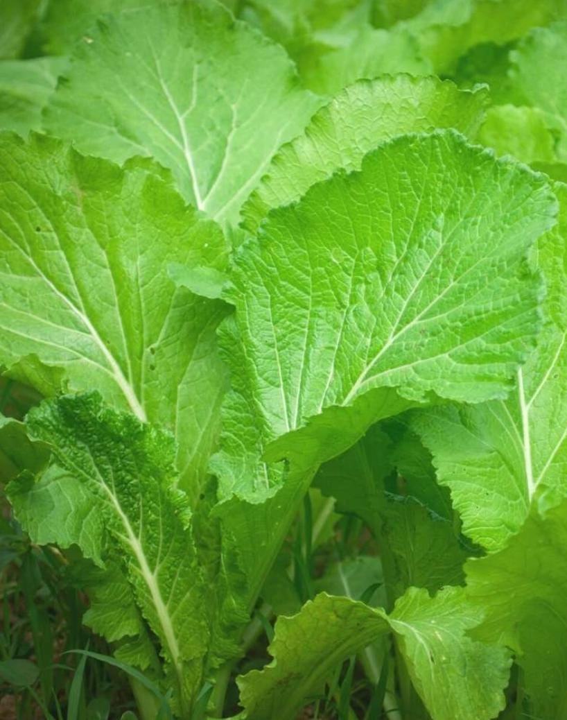 Laai xak (লৈ শাক)1kg