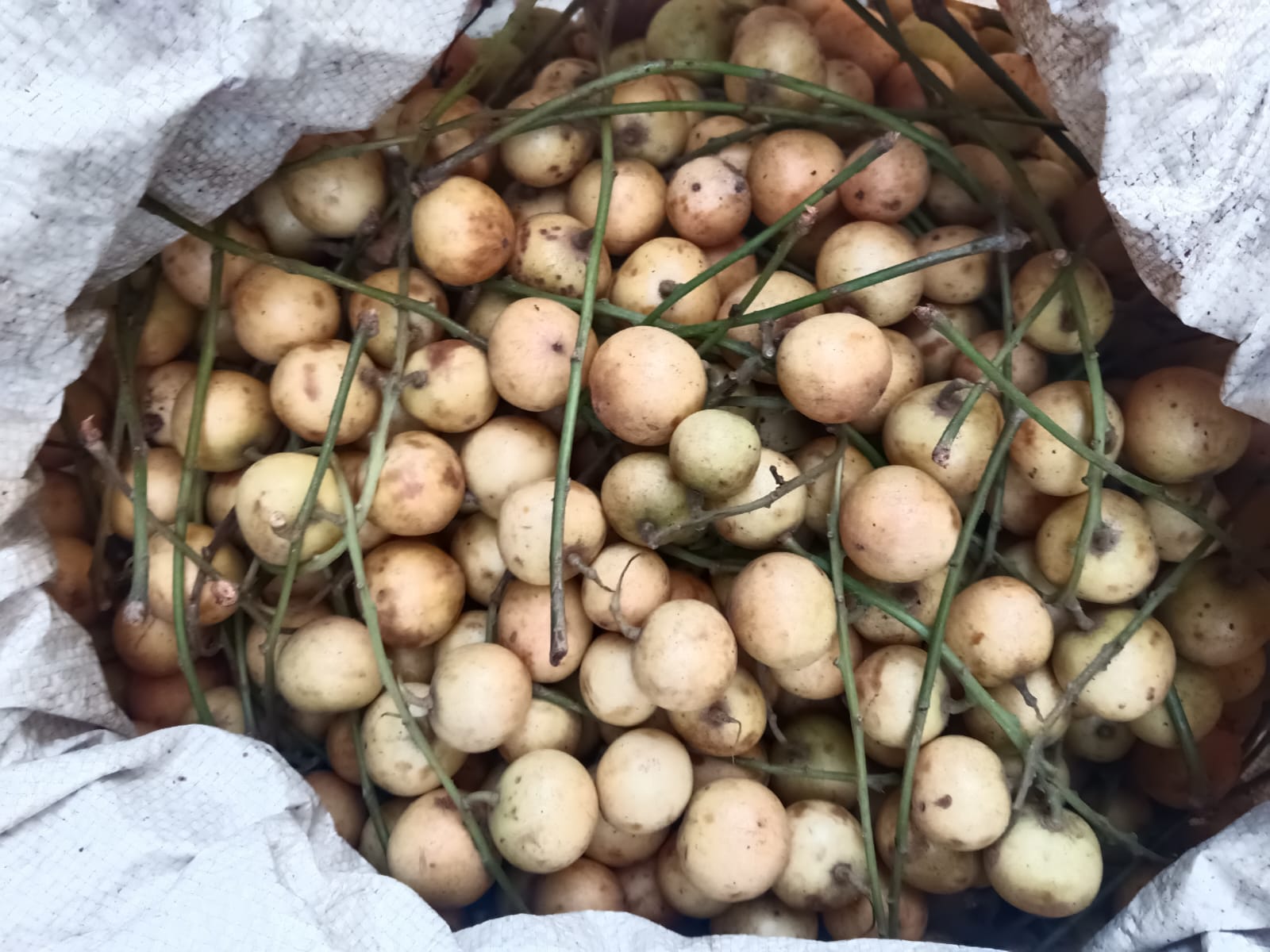 Leteku ( লেতেকু)